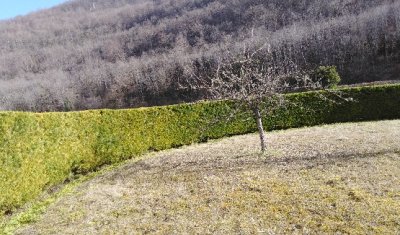 Artisan paysagiste pour une taille de haie à Hauteville-lès-Dijon