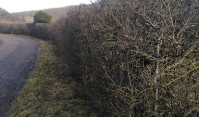 Artisan paysagiste pour une taille de haie à Messigny