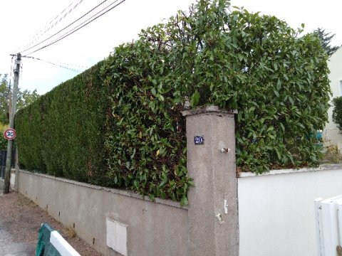 entretien de jardin et taille haie à dijon 