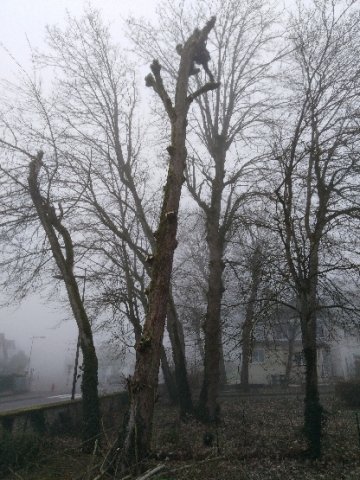 élagage arbres avec evacuations