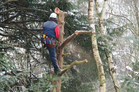 Élagage d'un arbre malade difficile d'accès - Dijon - Monsieur WILLIAM SAUVARD