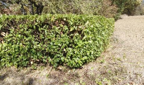 taille de haies a la hauteur de vos demande