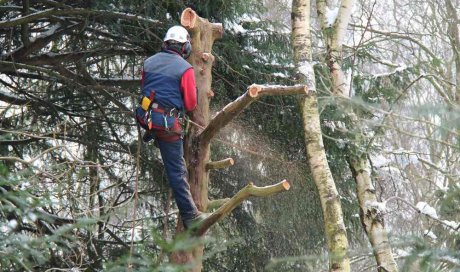 Élagage d'un arbre malade difficile d'accès - Dijon - Monsieur WILLIAM SAUVARD