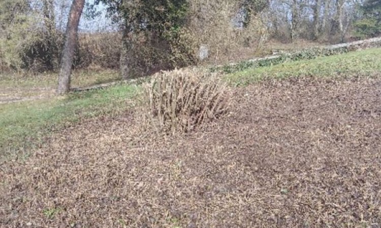 Préparez vos espaces verts pour le printemps avec William Sauvard, paysagiste à Dijon