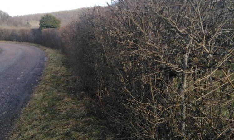 Artisan paysagiste pour une taille de haie à Messigny