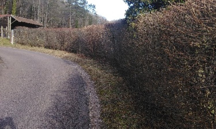 Artisan paysagiste pour une taille de haie à Messigny