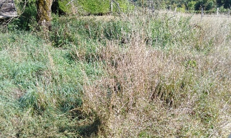 parc en friche