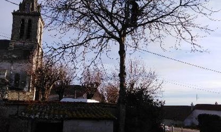 Élagage et abattage d'arbres - Dijon - Monsieur WILLIAM SAUVARD