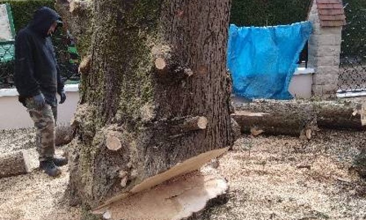 Élagage et abattage d'arbres - Dijon - Monsieur WILLIAM SAUVARD