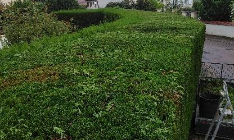 Entretien d'espaces verts - Dijon - Monsieur WILLIAM SAUVARD