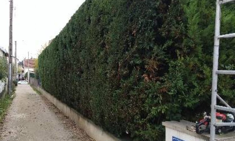 Entretien d'espaces verts - Dijon - Monsieur WILLIAM SAUVARD