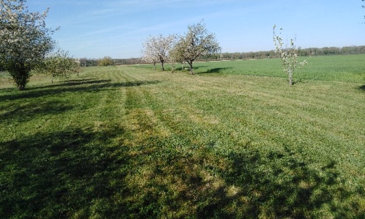 TONTE GRANDS PARCS MESSIGNY