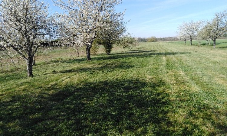 TONTE GRANDS PARCS MESSIGNY